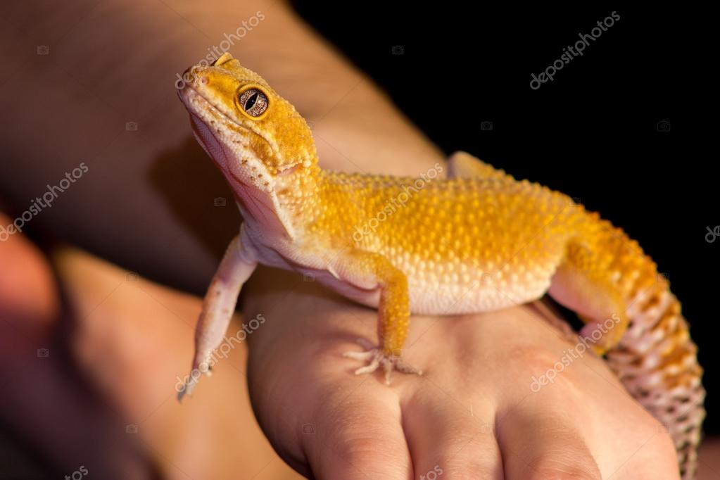 Leopard gecko pet — Stock Photo © Svetlanistaya #109142560