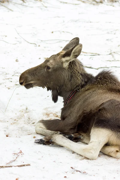 Kalv på älg på Sumarokovos gård — Stockfoto