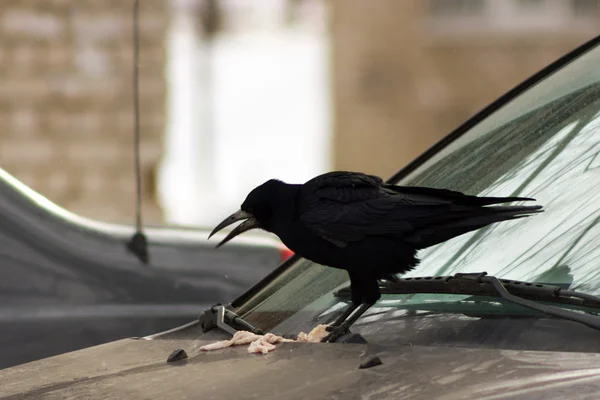 Rook - bellissimo uccello — Foto Stock