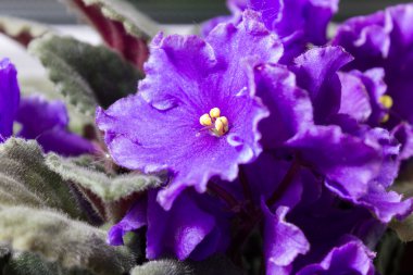 Çiçek açan menekşe çiçek