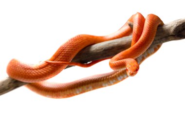 Hipo yangın Mısır yılan