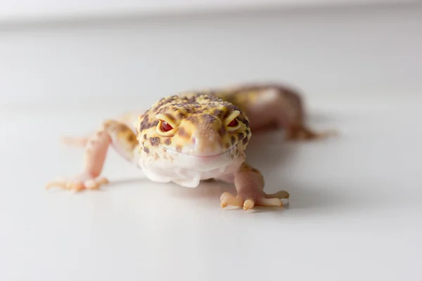 Leopardo gecko macho — Fotografia de Stock