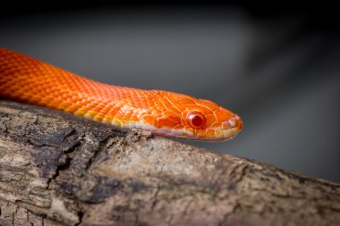 Hipo yangın Mısır yılan