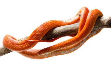 Hypo fire corn snake clipart