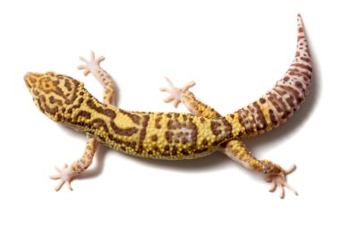 Leopar gecko erkek