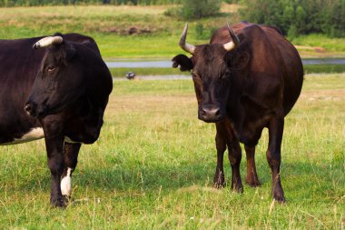 Kırmızı ve siyah inek