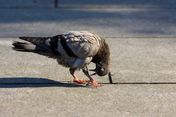 Dove clean himself — Stock Photo, Image