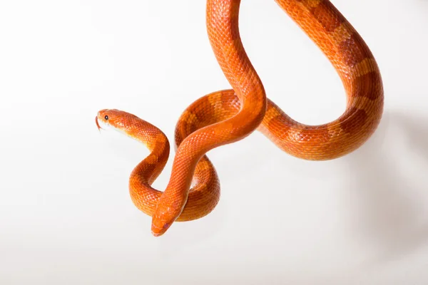 Morph кукурудза змій — стокове фото