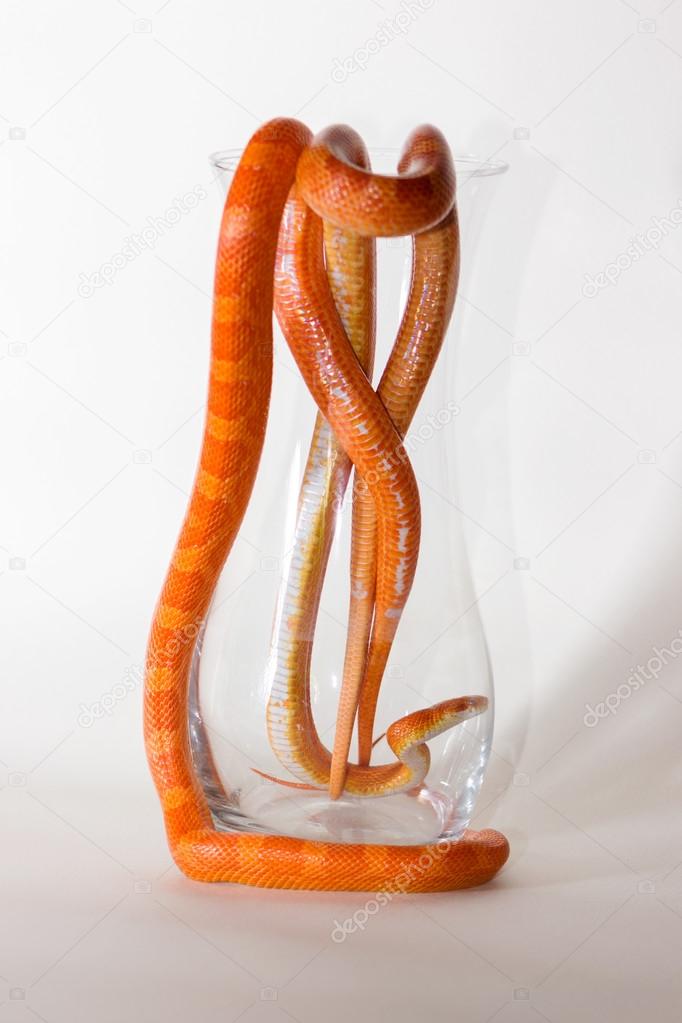 Morph corn snakes