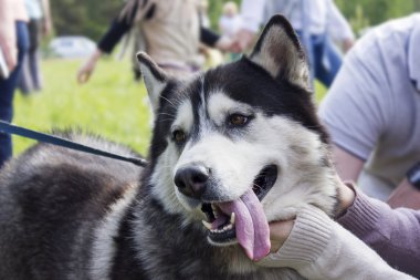 Bir yürüyüş güzel husky pozlar