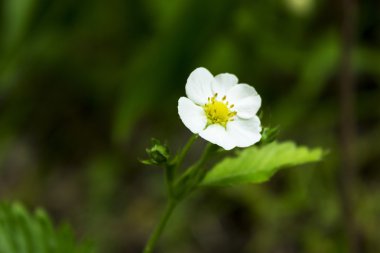 Arka plan bulanık güzel çiçek