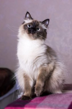 Nevsky mascaraing kedi pozlar