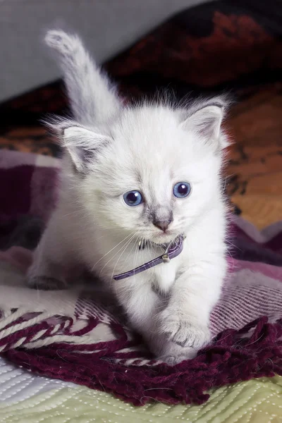 Little kitten developing world — Stock Photo, Image