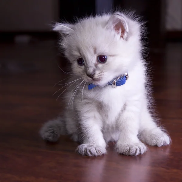 세계를 개발 하는 작은 고양이 — 스톡 사진