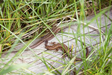 Kertenkele panoları