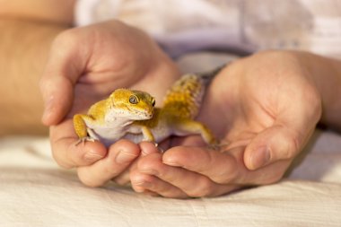 Şirin gecko elinde Isıtma