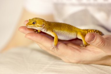 Şirin gecko elinde Isıtma