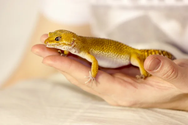 Lindo gecko calefacción en manos —  Fotos de Stock