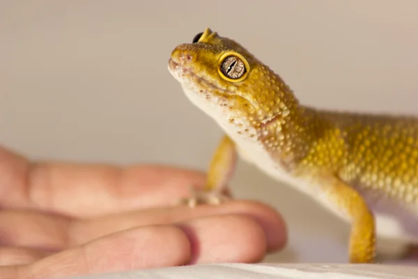 Gecko bonito aquecimento nas mãos — Fotografia de Stock