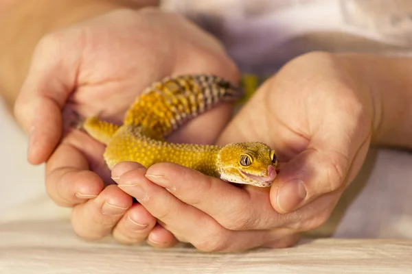 Lindo gecko calefacción en manos —  Fotos de Stock