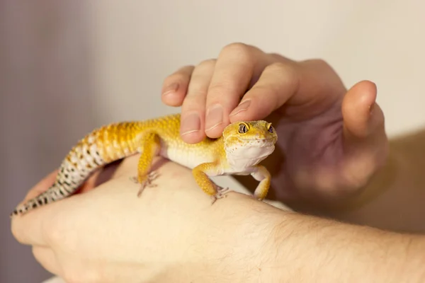 Lindo gecko calefacción en manos —  Fotos de Stock