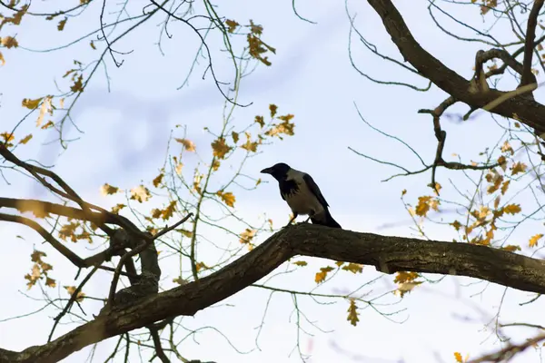 Corvus cornix (cuervo) ) — Foto de Stock