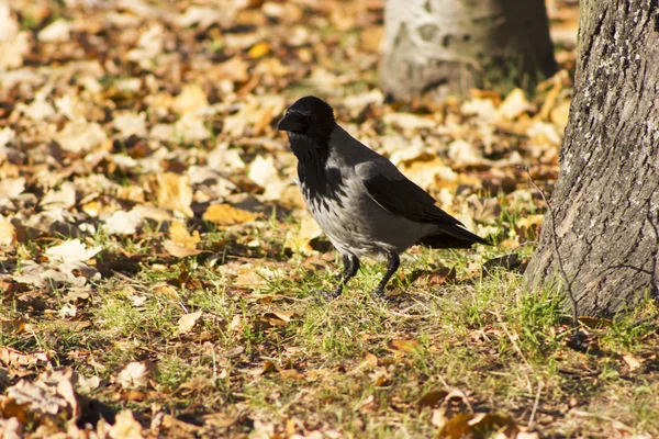 Corvus cornix (crow) — Stok fotoğraf