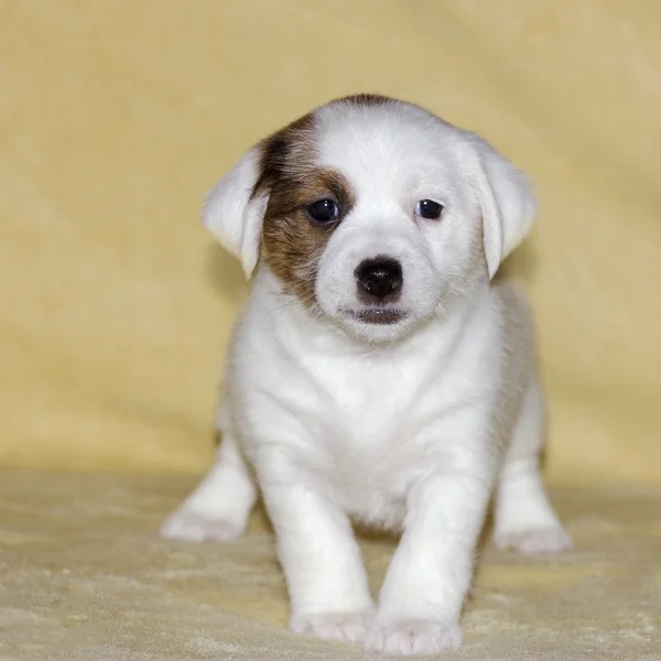 Štěně jack russell teriér — Stock fotografie