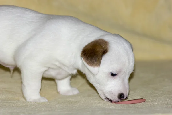 Cucciolo di jack russell terrier — Foto Stock