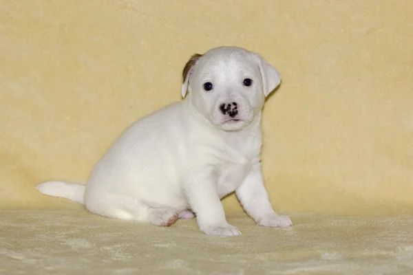 Filhote de cachorro de Jack Russell terrier — Fotografia de Stock