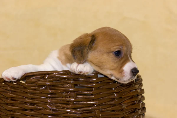 Štěně jack russell teriér — Stock fotografie