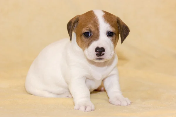 Štěně jack russell teriér — Stock fotografie