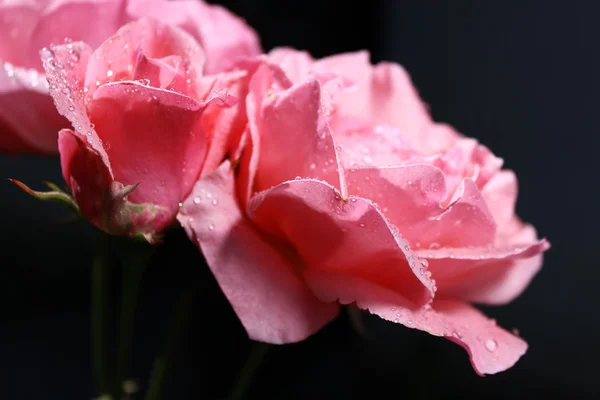 Размывают розовые пятна в каплях росы, цветущих в саду. — стоковое фото