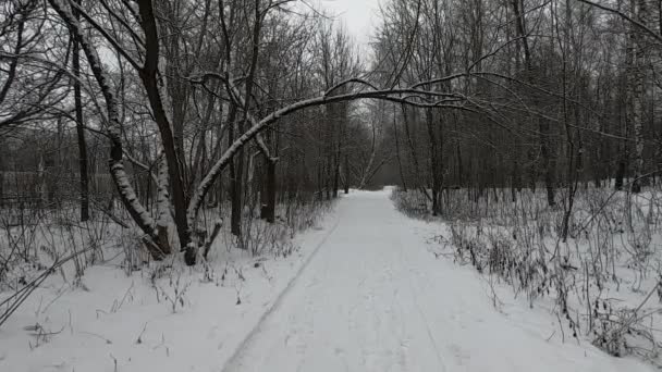 Snöig Väg Går Fjärran Skogen Det Snöar Högst — Stockvideo