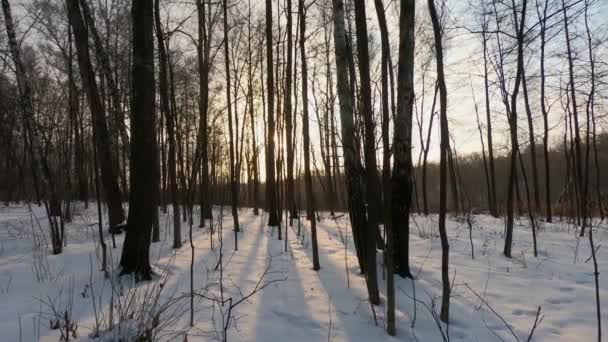 Paisaje Del Bosque Invernal Con Rayos Sol Brillando Través Árboles — Vídeo de stock