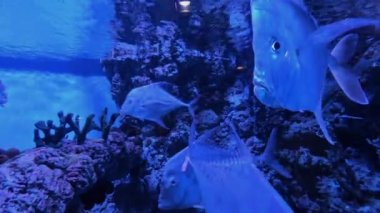 Selene vomer balığı akvaryuma yakın çekim yapıyor.