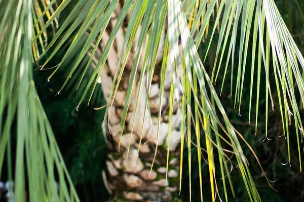 Beautiful Green Palm Leaf Close Growing Outdoors Soft Blur Conception — Stock Photo, Image