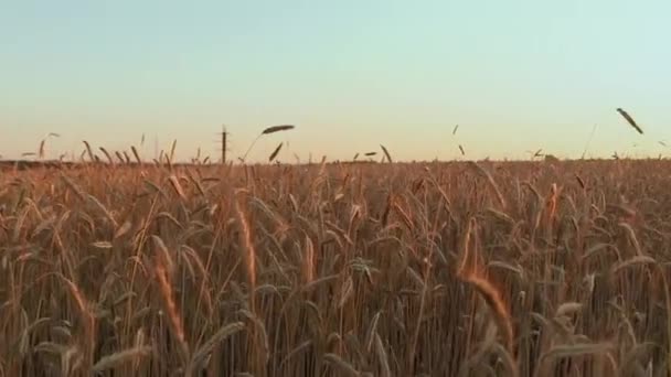 Prachtig Landschap Van Een Veld Met Spikeletten Tijdens Zonsondergang — Stockvideo