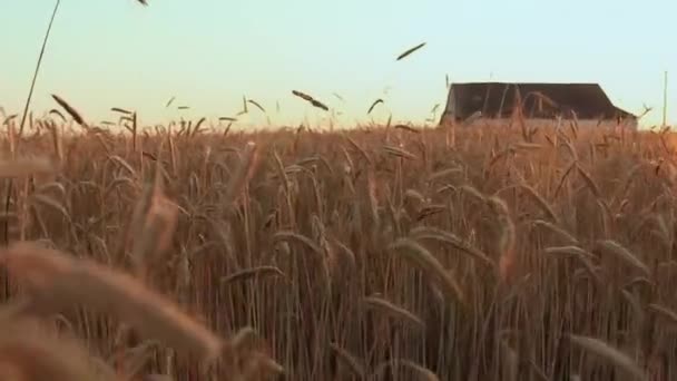 Vackert Landskap Ett Fält Med Spikelets Solnedgången Tid — Stockvideo