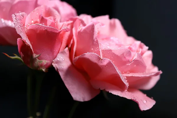 Прекрасные розовые розы в капли росы цветут в саду — стоковое фото