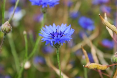 Güzel mavi Peygamber alanında yakın çekim