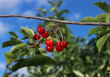 Olgun kırmızı kirazlar bir ağaç dalında