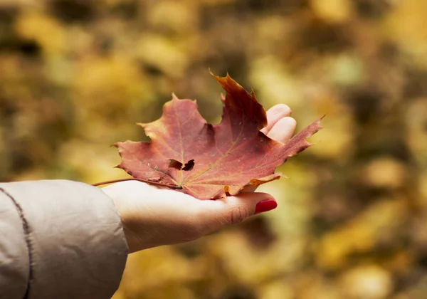 Red fallen maple leaf on the palm of the girl in the park — Stock Photo, Image