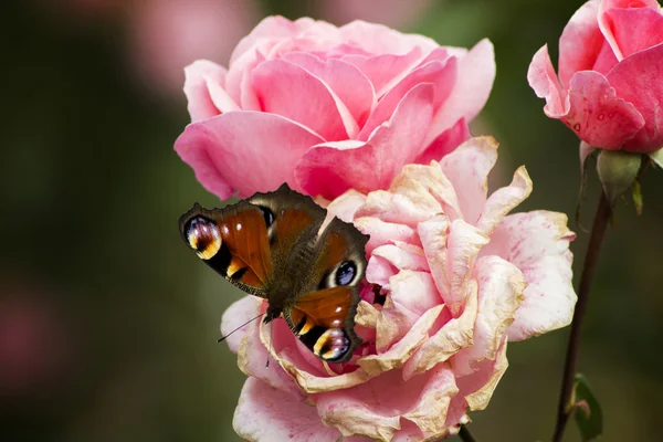 Красивая яркая бабочка сидела на увядающей розе в саду — стоковое фото