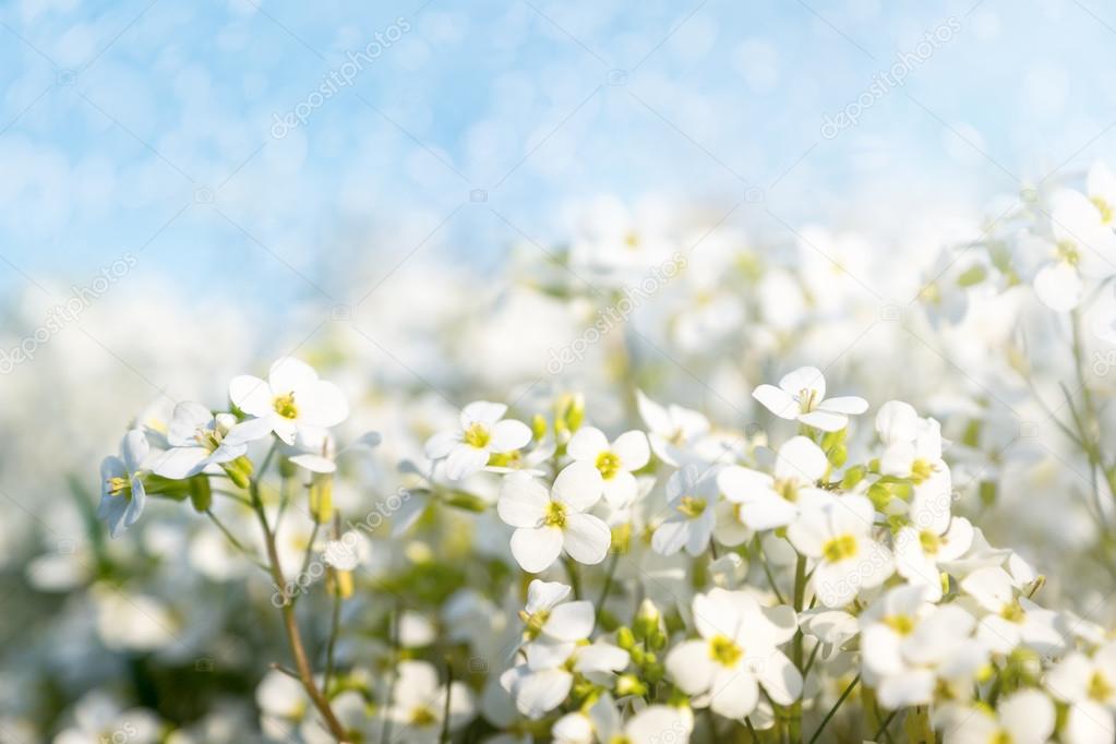 White Flowers - Spring Blooming - Arabis caucasica