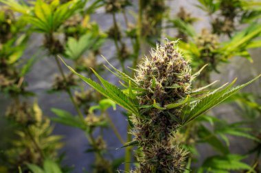 Çiçekler, kenevir sativa yaprakları, marihuana -THC kenevir çiçeği ve marihuana bitkisi ile kapatılıyor.