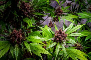 Çiçekli mor Kalini Asya Marihuana bitkisi, kenevir sativa yaprakları, marihuana -THC kenevir çiçeği ve marijuana bitkisi