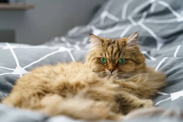 Lindo Dorado Tabby Británico Pelo Largo Gato Mentir Gris Cama — Foto de Stock