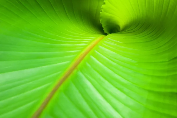 Banana Leaf  Musa Basjoo — Stok Foto