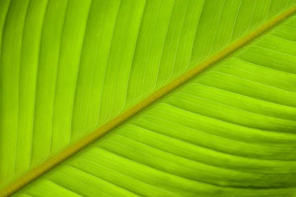 Banana leaf textúra — Stock Fotó